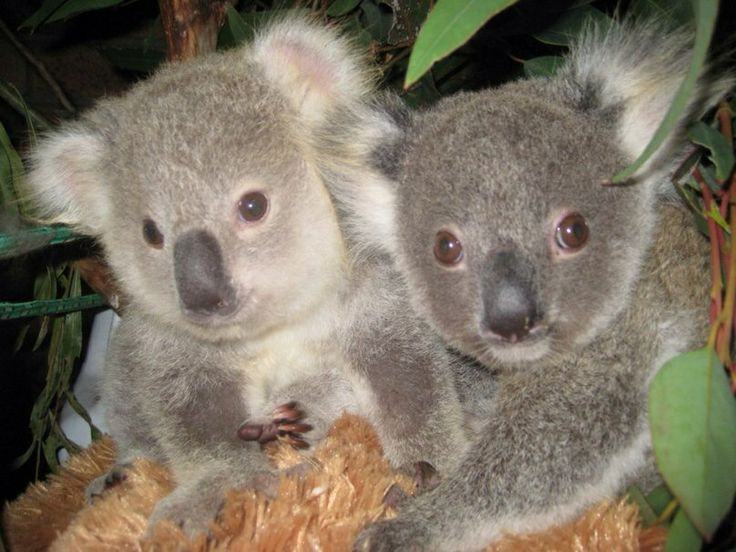  Túi của koala “lộn ngược”: Koala mẹ có túi mở về phía sau để bảo vệ con non khỏi bị bẩn bởi bụi đất. Ảnh: Pinterest.