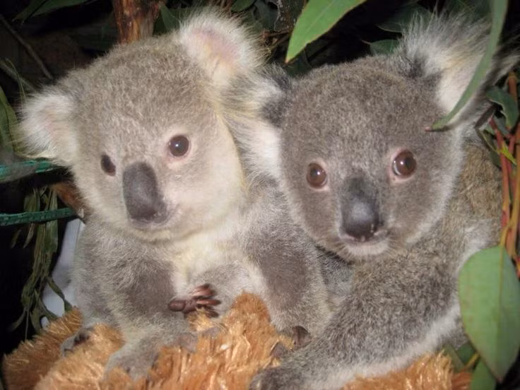  Túi của koala “lộn ngược”: Koala mẹ có túi mở về phía sau để bảo vệ con non khỏi bị bẩn bởi bụi đất. Ảnh: Pinterest.