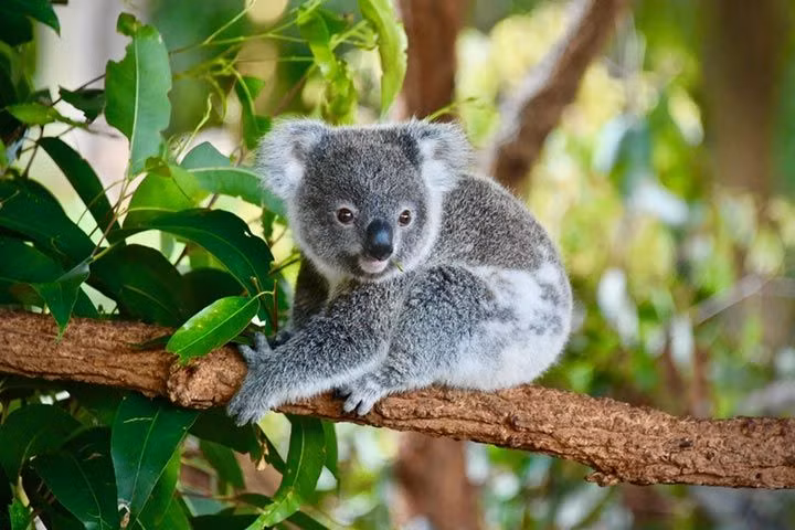  Khả năng leo cây giỏi: Chân koala có móng vuốt sắc nhọn và ngón cái đối diện, giúp chúng leo cây rất tốt. Ảnh: Pinterest.