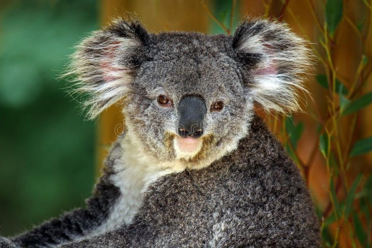  Tiếng kêu đáng ngạc nhiên: Koala đực phát ra tiếng kêu giống tiếng gầm để giao tiếp và thu hút bạn đời. Ảnh: Pinterest.