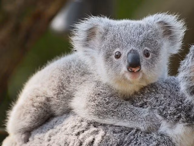  Không uống nước thường xuyên: Tên gọi "koala" trong tiếng thổ dân Úc có nghĩa là "không uống nước", vì chúng nhận đủ nước từ lá cây bạch đàn. Ảnh: Pinterest.