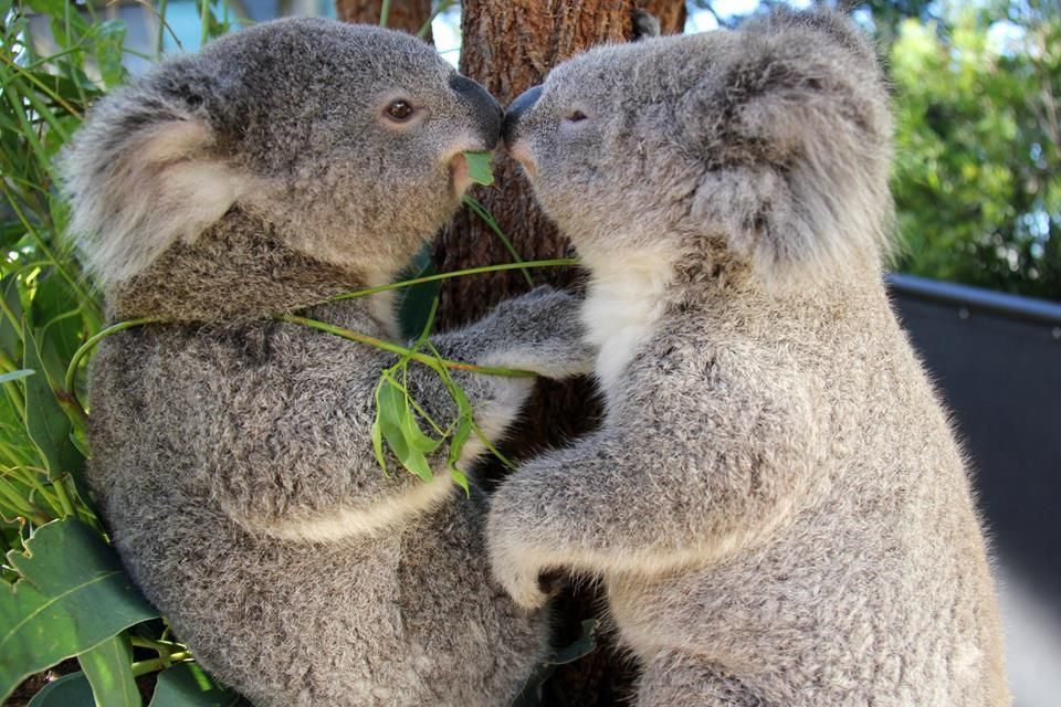  Thích ăn lá bạch đàn: Chế độ ăn của koala chủ yếu là lá cây bạch đàn, và chúng có thể tiêu thụ tới 500g lá mỗi ngày. Ảnh: Pinterest.