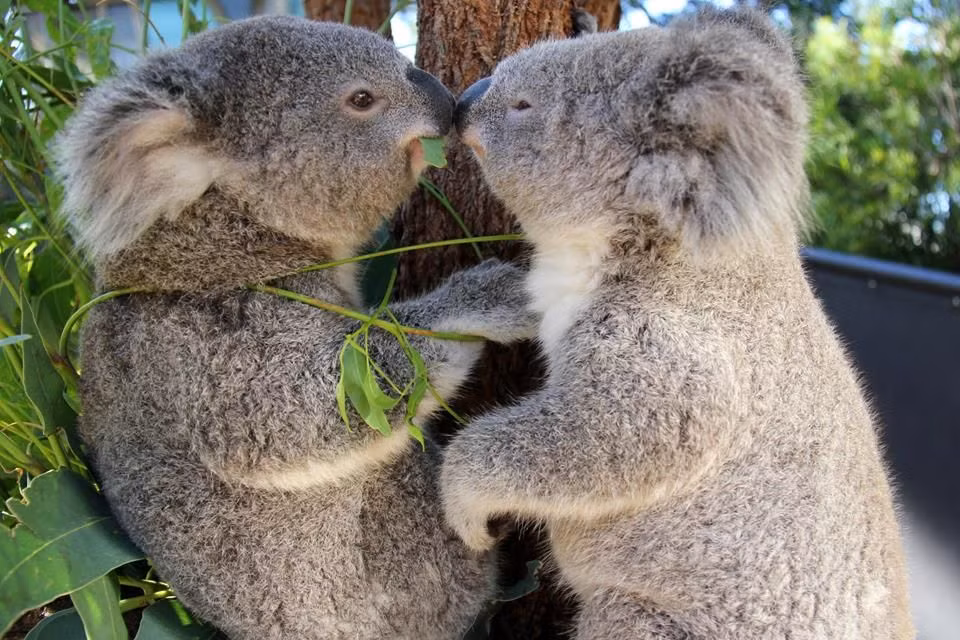  Thích ăn lá bạch đàn: Chế độ ăn của koala chủ yếu là lá cây bạch đàn, và chúng có thể tiêu thụ tới 500g lá mỗi ngày. Ảnh: Pinterest.