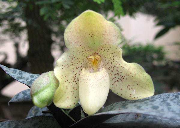  Sự phong phú của Paphiopedilum vietnamense đã giảm đáng kể trong những thập kỷ gần đây và xu hướng giảm này vẫn đang tiếp tục do môi trường sống của lan này suy giảm liên tục về diện tích, do nạn thu thập ồ ạt cũng như chất lượng môi trường sống không còn như trước. Số lượng cá thể trưởng thành ít hơn 50 cây và sự suy giảm quần thể rất cao ở mức trên 95% trong ba thế hệ gần đây.