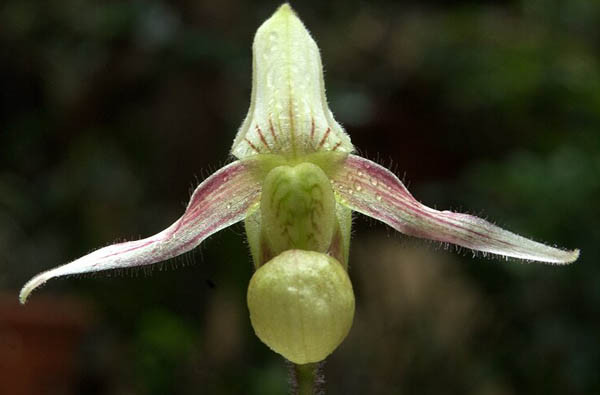 Do đứng trước nguy cơ hoàn toàn tuyệt chủng trong tự nhiên nên lan hài Việt Nam được IUCN liệt kê trong Phụ lục I của Công ước về buôn bán quốc tế các loài động, thực vật hoang dã nguy cấp (Công ước CITES).