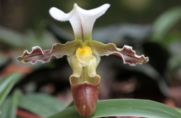 Không chỉ được bảo vệ môi trường sống, IUCN khuyến khích mọi hoạt động bảo tồn như nhân giống nhân tạo, thu thập hạt giống, theo dõi số lượng cá thể, từ đó nỗ lực bảo tồn loại lan hiếm này trước nguy cơ tuyệt chủng vĩnh viễn.