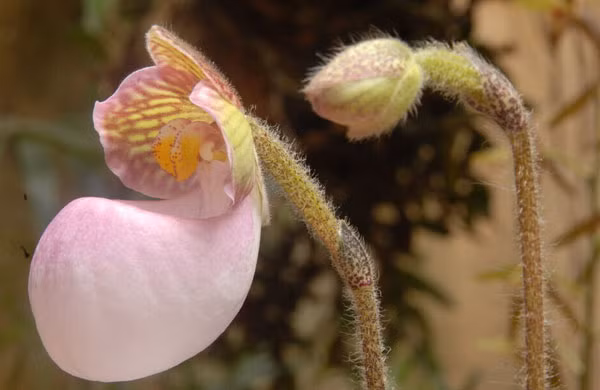 Vì sở hữu vẻ đẹp tinh tế, lạ mắt, cánh hoa to (rộng đến 10 - 12 cm) lại nhiều màu sắc (trắng đến hồng tía) và bền nên lan hài Việt Nam trở thành loài hoa lan vô cùng hấp dẫn đối với người chơi lan quốc tế. (Ảnh: Thiennhien.net)