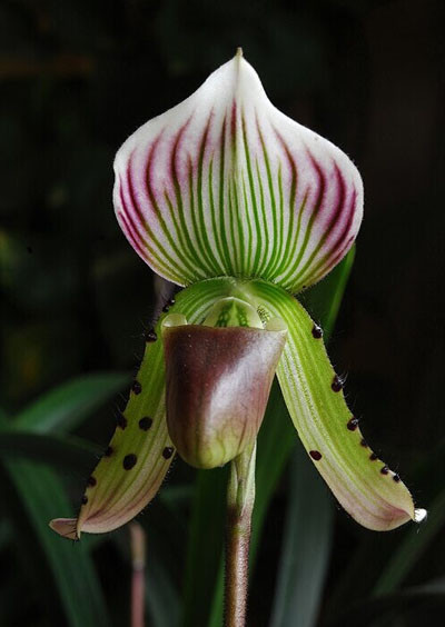  Loài lan được IUCN bảo vệ nghiêm ngặt: Liên minh Bảo tồn Thiên nhiên Quốc tế (IUCN) đánh giá, lan hài Việt Nam là loài cực kỳ quý hiếm trên thế giới, tựa như "báu vật của rừng". (Ảnh: Thiiennhien.net) 