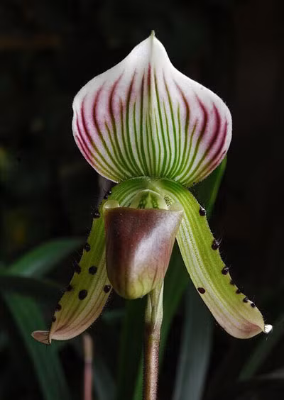  Loài lan được IUCN bảo vệ nghiêm ngặt: Liên minh Bảo tồn Thiên nhiên Quốc tế (IUCN) đánh giá, lan hài Việt Nam là loài cực kỳ quý hiếm trên thế giới, tựa như "báu vật của rừng". (Ảnh: Thiiennhien.net) 