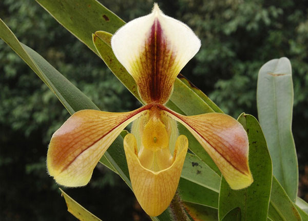 Không những thế, lan hài Việt Nam còn được Chính phủ bảo vệ. Ngày 30-03-2006, Chính phủ ban hànhNghị định số 32/2006/NĐ-CP của Chính phủ: Nghị định về quản lý thực vật rừng, động vật rừng nguy cấp, quý, hiếm, trong đó Lan hài được xếp vào NHÓM I: Thực vật rừng, động vật rừng nghiêm cấm khai thác, sử dụng vì mục đích thương mại. Bất cứ hành động thu thập hoặc phá hoại nào đều là phạm pháp,Vanban.chinhphu.vnnêu rõ.