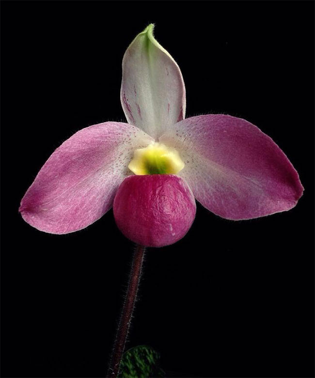 Điều đáng nói, loại cây thân thảo sống trên cạn nàymọc ở những nơi vô cùng hiểm trở như trong khe đá nứt hoặc hốc ẩm tại các vách đá dựng đứng cao hàng trăm mét gần đỉnh núi thuộc khu rừng nguyên sinh lá rộng, thường xanh, ẩm ướt, rậm rạp; hoặc trên các dãy núi đá vôi kết tinh bị xói mòn cao.