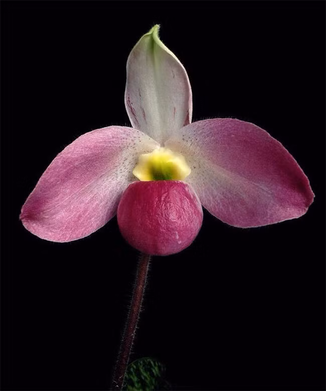 Điều đáng nói, loại cây thân thảo sống trên cạn nàymọc ở những nơi vô cùng hiểm trở như trong khe đá nứt hoặc hốc ẩm tại các vách đá dựng đứng cao hàng trăm mét gần đỉnh núi thuộc khu rừng nguyên sinh lá rộng, thường xanh, ẩm ướt, rậm rạp; hoặc trên các dãy núi đá vôi kết tinh bị xói mòn cao.