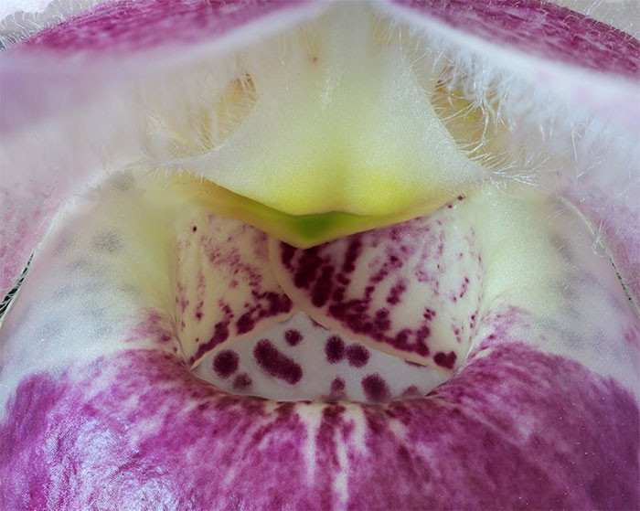  Theo các nhà sinh vật học, lan hài Việt Nam mọc ở độ cao khoảng 550 m so với mực nước biển, với phạm vi phân bố (EOO) rất rải rác ước tính là 10 km vuông.