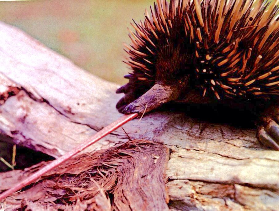  4. Lưỡi siêu dài và dính. Lưỡi của chúng dài tới 15cm, được sử dụng để bắt côn trùng. Ảnh: Pinterest.