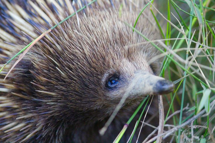  12. Hệ thống hô hấp độc đáo. Chúng thở chậm hơn khi ngủ đông, chỉ khoảng 2-3 lần/phút. Ảnh: Pinterest.