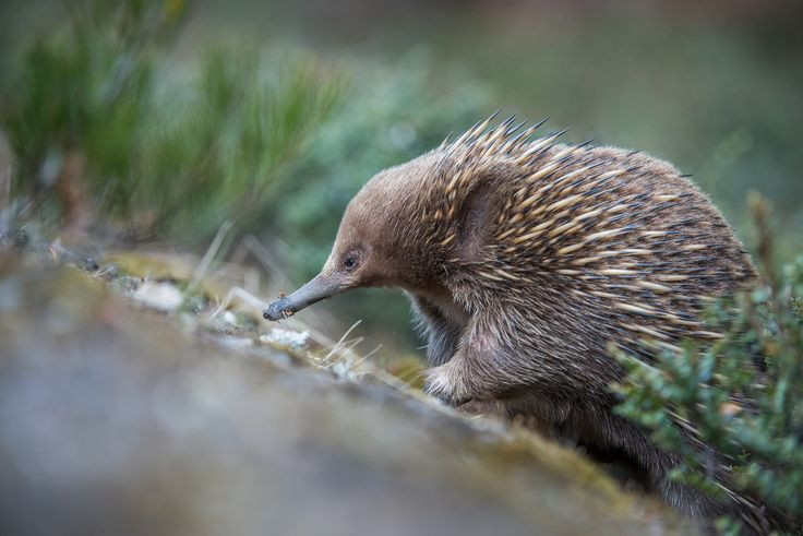  15. Biểu tượng văn hóa. Thú lông nhím là một biểu tượng quan trọng trong văn hóa thổ dân Australia, xuất hiện trong nhiều câu chuyện thần thoại. Ảnh: Pinterest.