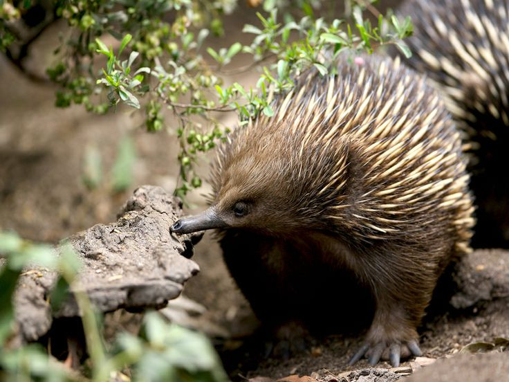  11. Có khả năng ngủ đông. Chúng có thể giảm nhịp tim và nhiệt độ cơ thể để thích nghi với điều kiện lạnh giá tại một số khu vực. Ảnh: Pinterest.