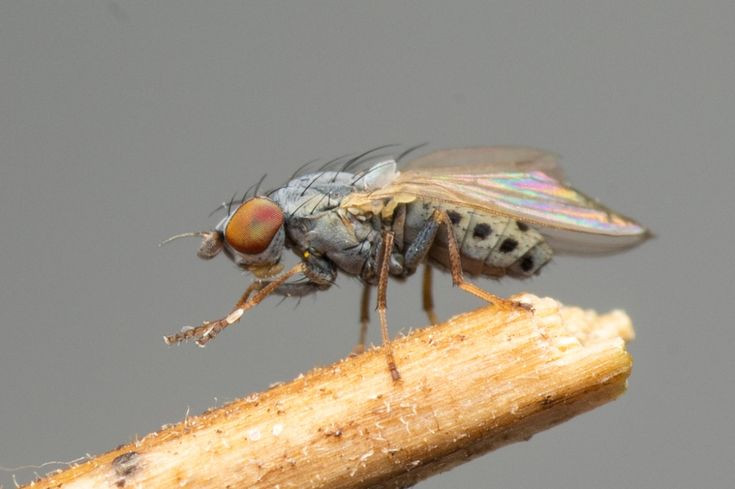  4. Tuổi thọ ngắn, sinh sản nhanh. Một con ruồi nhà trung bình chỉ sống khoảng 20-30 ngày, nhưng trong khoảng thời gian đó, chúng có thể sinh sản hàng trăm con non. Ảnh: Pinterest.