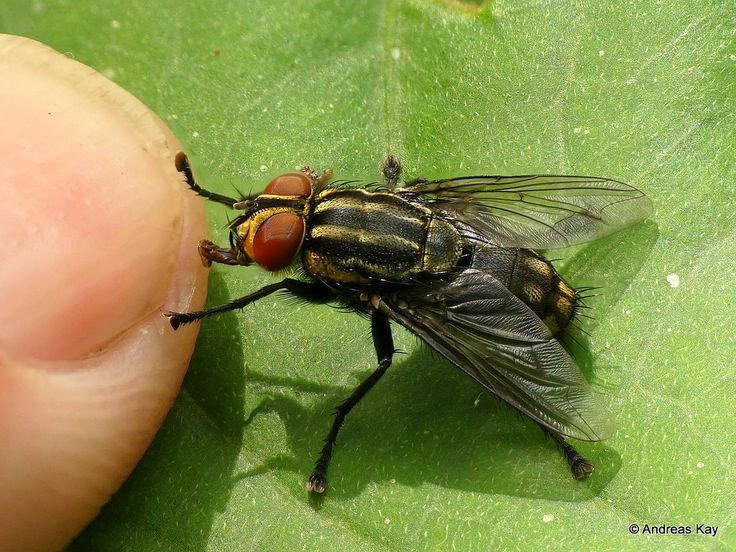  9. Lây lan bệnh tật. Ruồi là loài trung gian lây lan nhiều bệnh tật, như tiêu chảy, kiết lỵ, thương hàn, và dịch tả, do chúng mang theo vi khuẩn trên cơ thể và chân. Ảnh: Pinterest.