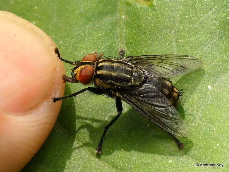  9. Lây lan bệnh tật. Ruồi là loài trung gian lây lan nhiều bệnh tật, như tiêu chảy, kiết lỵ, thương hàn, và dịch tả, do chúng mang theo vi khuẩn trên cơ thể và chân. Ảnh: Pinterest.