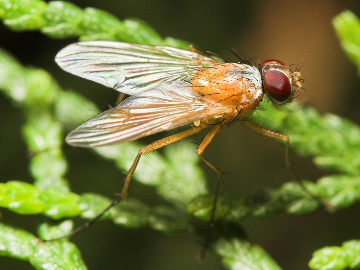  14. Đã tồn tại từ rất lâu đời. Ruồi đã tồn tại trên Trái Đất khoảng 250 triệu năm, chứng minh khả năng thích nghi mạnh mẽ của chúng. Ảnh: Pinterest.