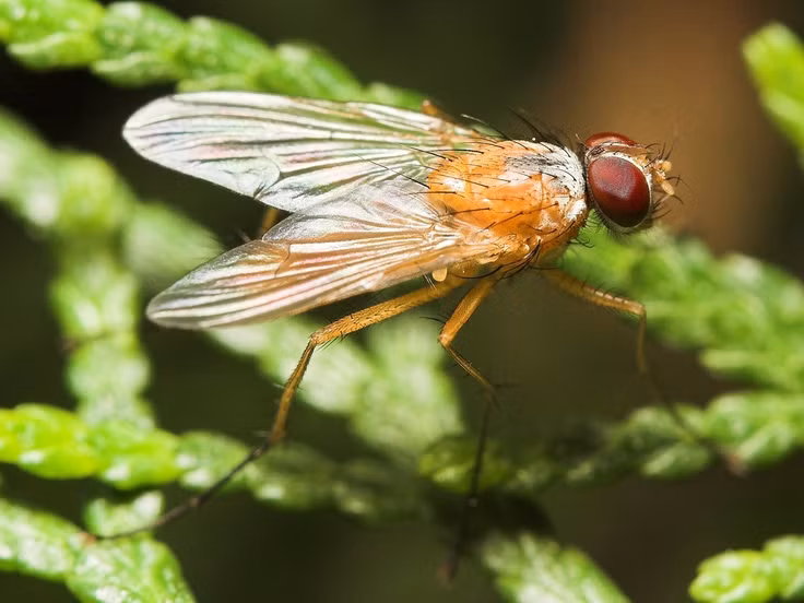  14. Đã tồn tại từ rất lâu đời. Ruồi đã tồn tại trên Trái Đất khoảng 250 triệu năm, chứng minh khả năng thích nghi mạnh mẽ của chúng. Ảnh: Pinterest.