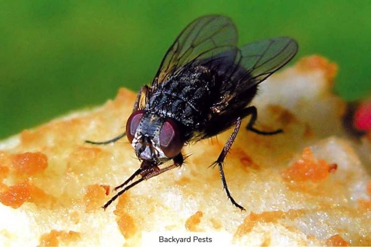  10. Chỉ có hai cánh. Không giống nhiều loài côn trùng khác có bốn cánh, ruồi nhà chỉ có hai cánh, còn đôi cánh thứ hai biến đổi thành cơ quan cân bằng gọi là haltere. Ảnh: Pinterest.