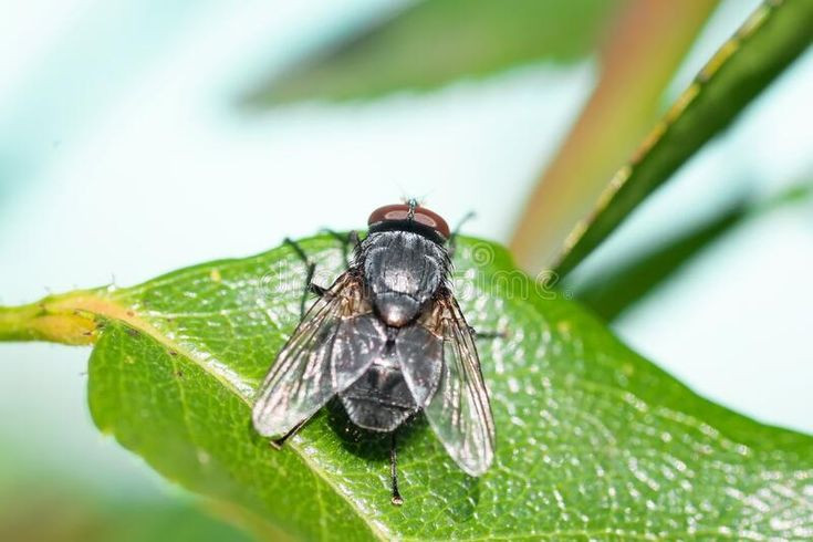  13. Ngủ nhiều hơn bạn nghĩ. Ruồi nhà có thể ngủ tới 12 giờ mỗi ngày, tùy thuộc vào nhiệt độ và môi trường. Ảnh: Pinterest.