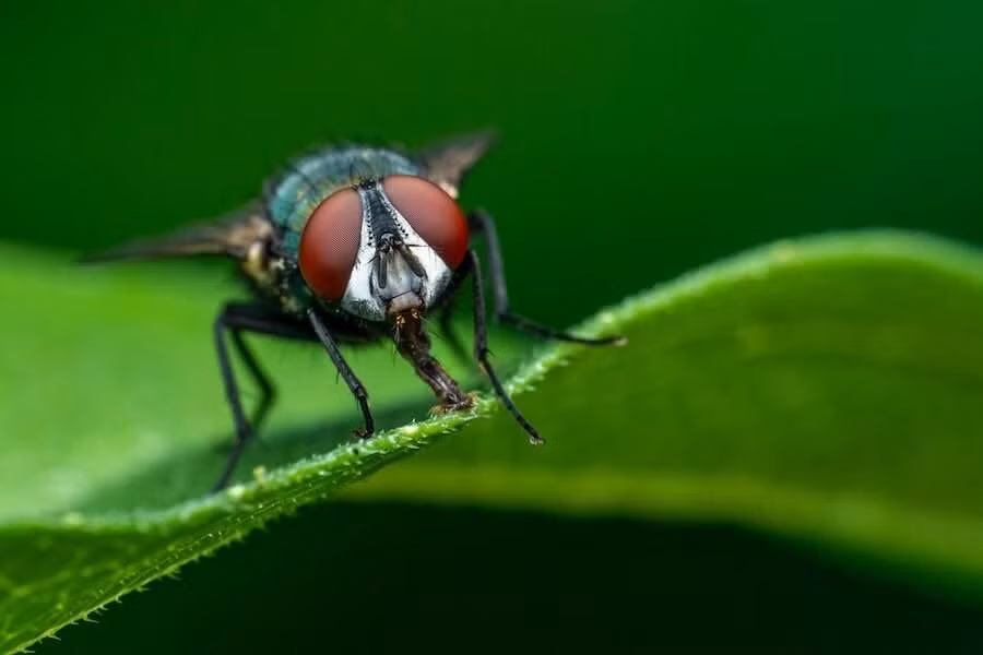  11. Ký ức ngắn hạn tốt. Ruồi có trí nhớ ngắn hạn tốt, giúp chúng nhanh chóng học được cách tránh bẫy hoặc các mối đe dọa. Ảnh: Pinterest.