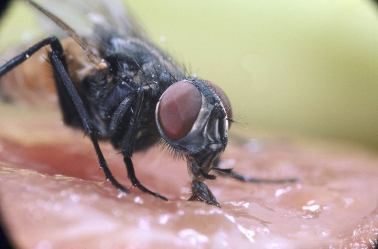  8. Ruồi thích nơi bẩn thỉu. Ruồi bị thu hút bởi rác thải, phân, và thức ăn hư hỏng, vì đây là nơi chúng đẻ trứng và tìm thức ăn. Ảnh: Pinterest.