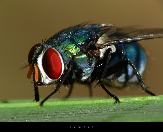  2. Thời gian phản xạ ngắn. Ruồi có khả năng phản xạ nhanh chóng nhờ mắt kép có thể phát hiện chuyển động nhanh hơn mắt người. Đây là lý do chúng rất khó bị bắt. Ảnh: Pinterest.