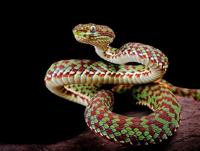  6. Cầu nối giữa trời và đất (Maya và Aztec). Trong văn hóa Maya và Aztec, rắn có cánh như Quetzalcoatl được coi là biểu tượng của sự kết nối giữa trời và đất, là vị thần của sự sống, tri thức và sáng tạo. Ảnh: Pinterest.