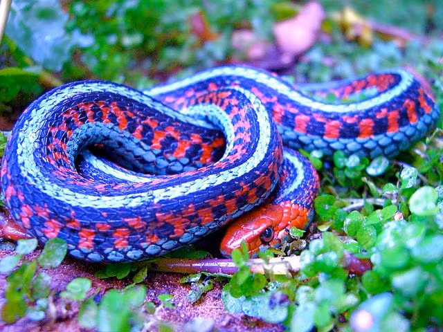  2. Người canh giữ tri thức và bí mật (Hy Lạp cổ đại). Rắn thường liên quan đến sự thông thái. Ví dụ, nữ thần Athena, đại diện cho trí tuệ, thường được đi kèm với hình ảnh rắn. Rắn trong thần thoại Hy Lạp cũng xuất hiện trong Caduceus, cây gậy hai con rắn quấn quanh của thần Hermes, biểu tượng của thương mại và y học. Ảnh: Pinterest.