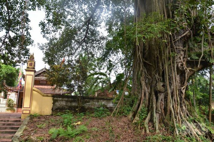 Ve que cua lan dot bien: Tu 'tam gui' tren cay da thanh ra bac ty