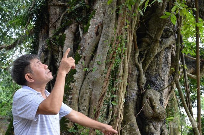 Ve que cua lan dot bien: Tu 'tam gui' tren cay da thanh ra bac ty-Hinh-6