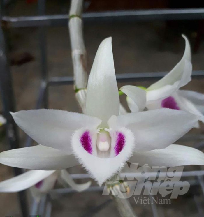 Ve que cua lan dot bien: Tu 'tam gui' tren cay da thanh ra bac ty-Hinh-2