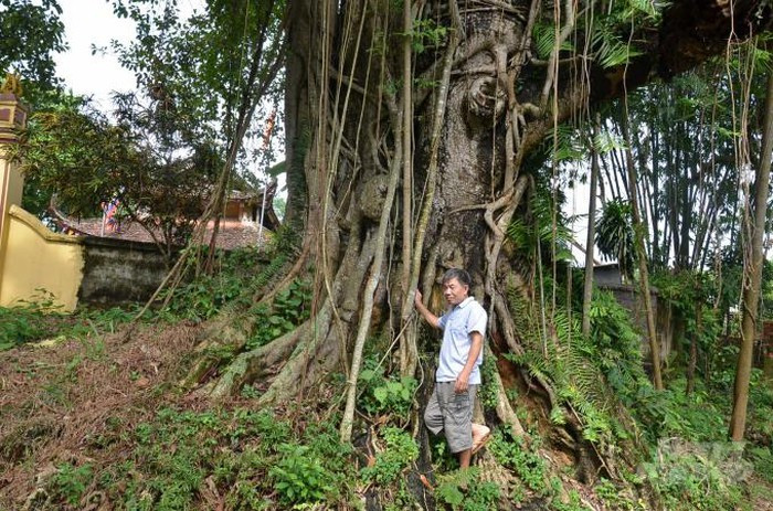 Ve que cua lan dot bien: Tu 'tam gui' tren cay da thanh ra bac ty-Hinh-5