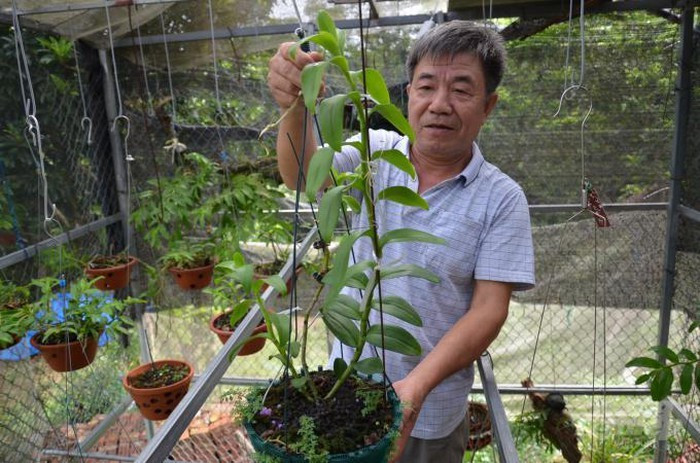 Ve que cua lan dot bien: Tu 'tam gui' tren cay da thanh ra bac ty-Hinh-4