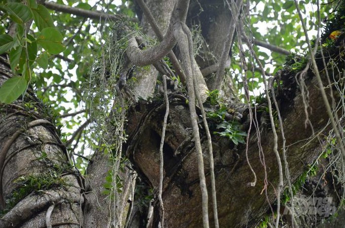 Ve que cua lan dot bien: Tu 'tam gui' tren cay da thanh ra bac ty-Hinh-7