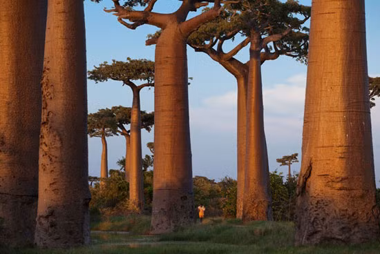 6. Đẩy tù nhân Do Thái ra đảo: Để xoa dịu dư luận thế giới, Hitler nghĩ ra cách thủ tiêu người Do thái một cách kín đáo hơn. Hắn ta có ý tưởng đẩy họ ra đảo Madagascar, mới nghe thì có vẻ nhân đạo hơn việc bắn chết họ. Tuy nhiên ở Madagascar khí hậu cực kỳ khắc nghiệt, nhiều căn bệnh nhiệt đới truyền nhiễm mà con người không dễ sống sót tại đây. Tuy nhiên kế hoạch của Hitler vẫn chưa bao giờ thực hiện được.