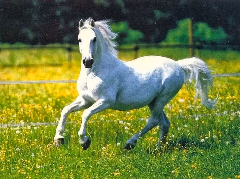 Trước khi tàu chạy bằng hơi nước ra đời, ngựa chính là công cụ di chuyển linh hoạt quan trọng nhất trong quân sự. Marx từng nói: “Kị binh luôn là binh chủng chủ đạo trong bất kì hàng ngũ quân đội nước nào thời kỳ Trung cổ” (Theo “Marx toàn tập”). Có thể nói, ngựa giúp loài người mở rộng không gian sống, đồng thời cũng là công cụ đắc lực giúp loài người thực hiện tham vọng của mình.