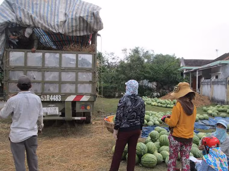 Các thương lái hùn nhau mua chung 1 xe dưa.