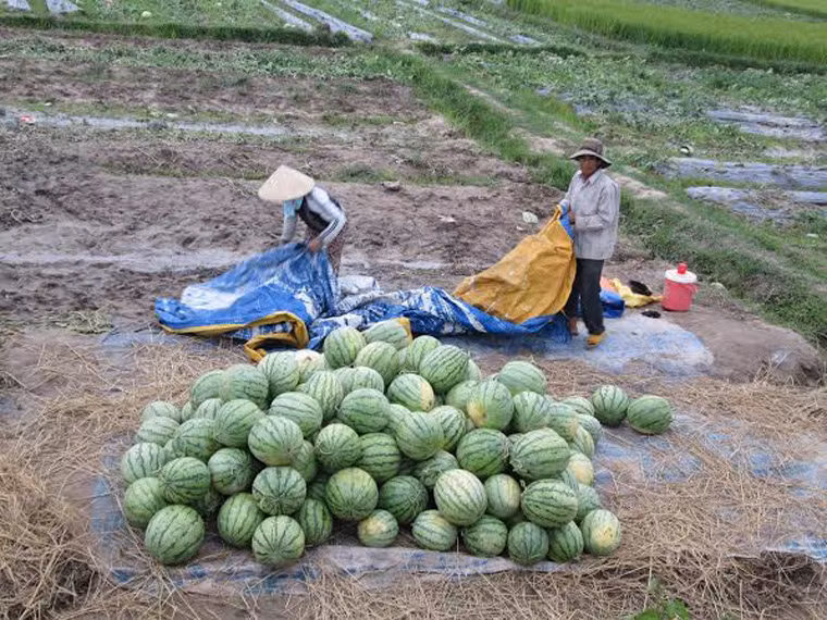 Vợ chồng bà Đặng Thị Chư và ông Nguyễn Tấn Nam (xã Tịnh Trà, H. Sơn Tịnh) bán bán đổ số dưa này với giá 70 nghìn đồng.