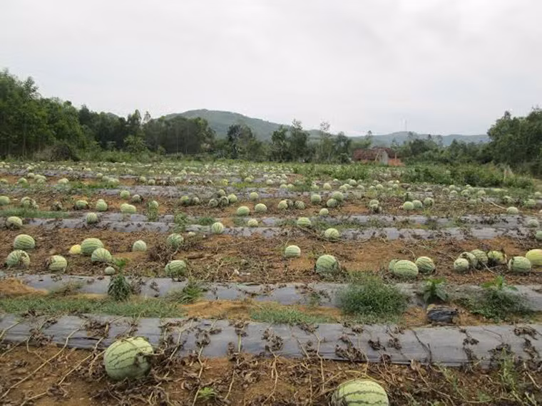 Ruộng dưa bị bỏ hoang, nông dân không buồn thu hoạch.