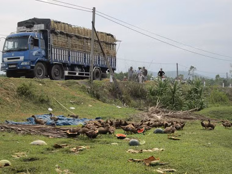 Nhà ông Huỳnh Tấn Dũng (thôn Hội Đức, xã Tịnh Hiệp, H. Sơn Tịnh) thu hoạch 23 tấn dưa nhưng chỉ bán được 1,4 tấn.