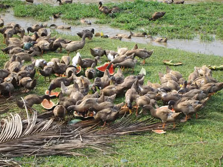Những quả dưa còn tươi cũng bị ném cho vịt rỉa. có con cũng chán dưa vì ăn nhiều.