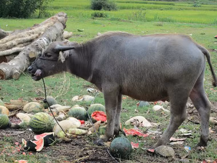 Trâu thấy dưa cũng ngó lơ vì bội thực.