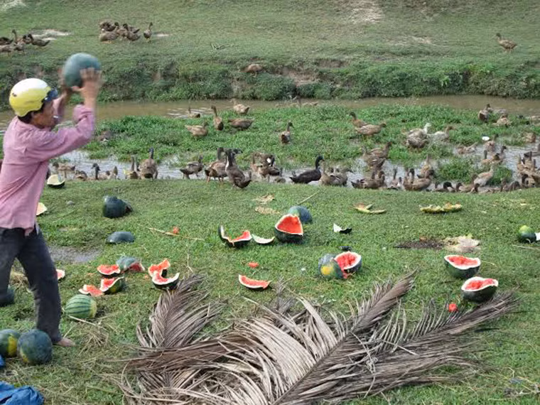 Một nông dân ở xã Tịnh Trà (H. Sơn Tịnh) đập vỡ dưa hấu cho vịt rỉa.