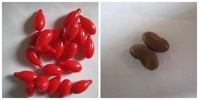 Vitamin A (đỏ) và hạt đậu bị y tá phát nhầm.