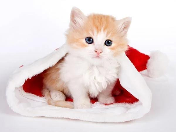 Giua thang 12, 3 con giap van dao hoa no ro, thoat doc than